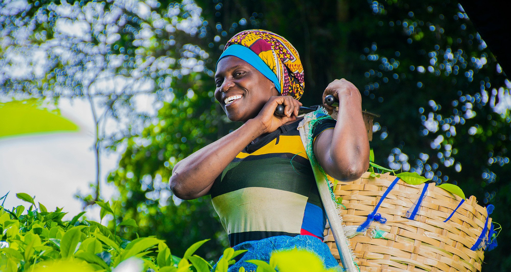A woman is seen carrying a bag of tea leaves.